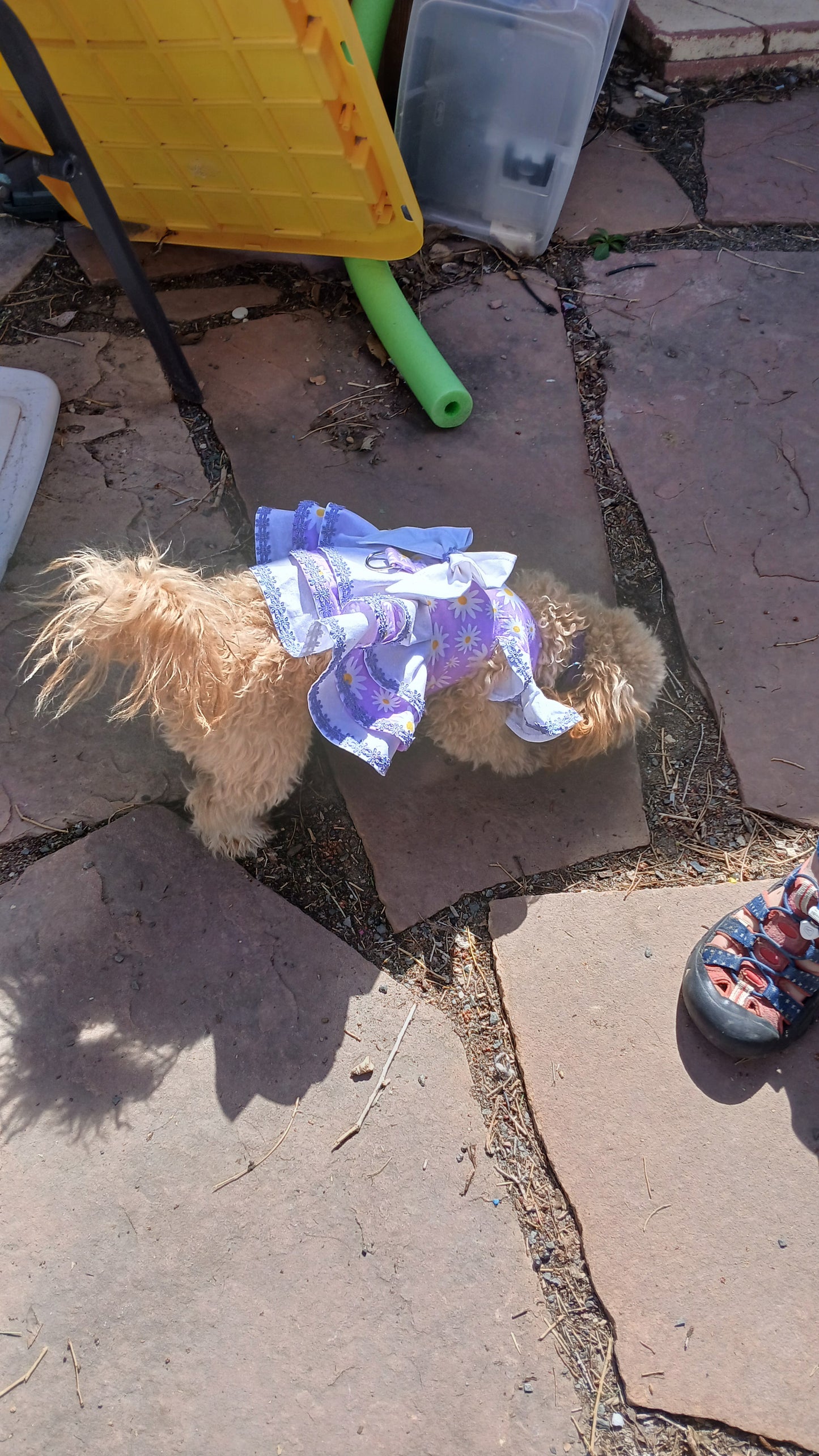 Princess Dog Dress